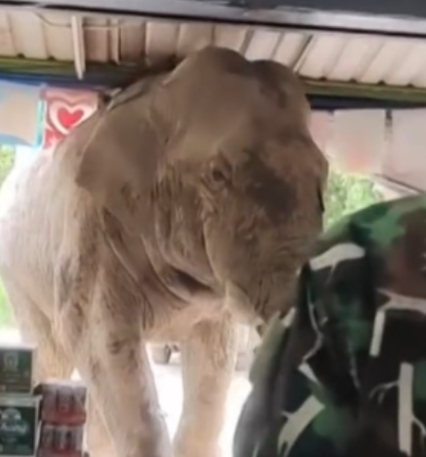Gajah Liar Masuk ke Salah Satu Toko di Thailand