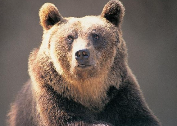 Seorang Kakek-kakek Tewas Diserang Beruang