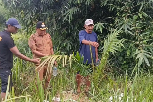 kemunculan-adanya-perkebunan-sawit-di-cirebon